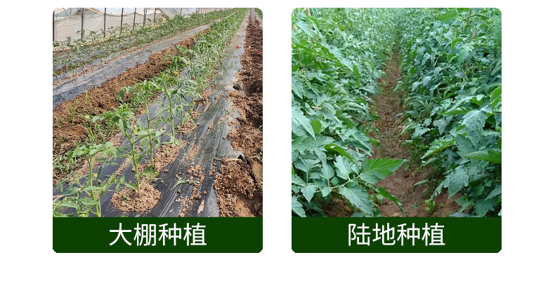 番茄支架